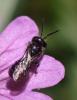 Chelostoma sp.